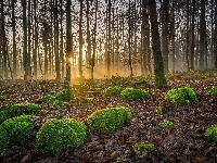 Las, Promienie słońca