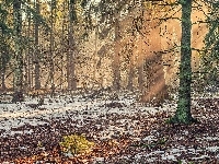 Promienie Słońca, Las, Zima