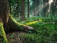 Promienie, Stary, Las, Słońca