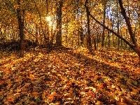 Promienie Słońca, Las, Liście, Jesień