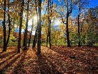 Promienie, Las, Liście, Słońca