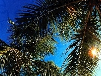 Promienie, Liście, Palm, Słoneczne