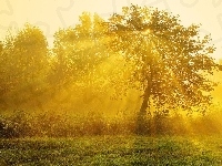Słońca, Promienie, Drzewa