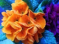 Pomarańczowe, Prymula, Kwiaty