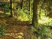 Przebijające, Las, Ścieżka, Światło