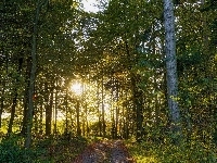 Przebijające, Las, Droga, Światło