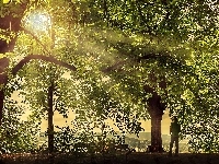 Światło, Drzewa, Park, Przebijające, Mężczyzna