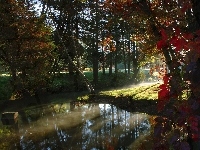 Przebijające, Park, Drzewa, Światło