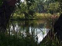 Przebijające, Jezioro, Las, Światło