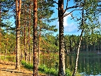 Przebijające, Jezioro, Las, Światło