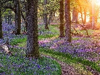 Przebijające, Szkocja, Wiosna, Las, Światło