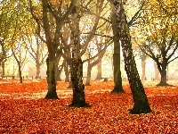 Przebijające, Jesień, Park, Liście, Światło