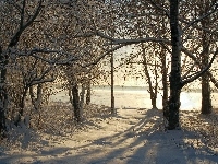 Przebijające, Drzewa, Śnieg, Światlo