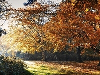 Przebijające, Jesienny, Park, Światło