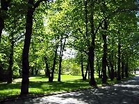 Przebijające, Alejki, Cienie, Park, Ulica, Światło