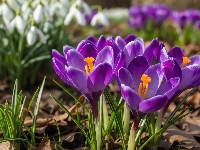 Białe, Fioletowe, Krokusy, Przebiśniegi