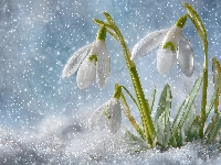 Grafika AI, Śnieg, Przebiśniegi