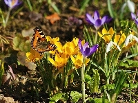 Przebiśniegi, Wiosna, Krokusy, Motyl