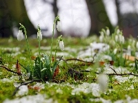 Las, Przebiśniegi, Wiosna