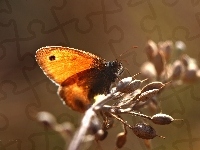 Motyl, Przestrojnik, Owad