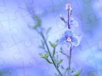 Niebieski, Przetacznik, Kwiat