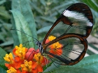 Przeźroczyste, Motyl, Glasswing, Skrzydła