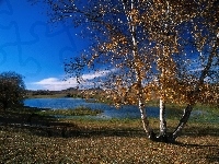 Przyroda, Jesień, Jezioro, Brzoza
