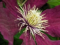 Kwiat, Przyroda, Clematis