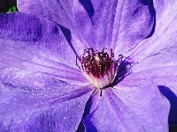 Kwiat, Przyroda, Clematis