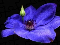 Kwiat, Przyroda, Clematis