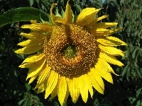 Kwiat, Przyroda, Słonecznik