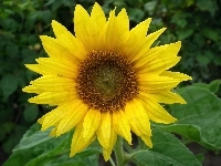 Kwiat, Przyroda, Słonecznik