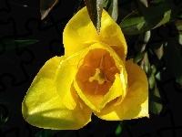 Kwiat, Przyroda, Tulipan