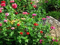Cynie, Przyroda, Kwiaty, Rudbekia błyskotliwa