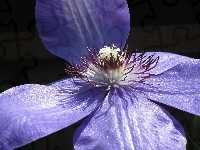 Kwiaty, Przyroda, Clematis
