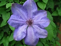 Kwiaty, Przyroda, Clematis