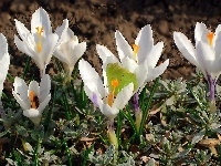 Wiosna, Przyroda, Krokusy