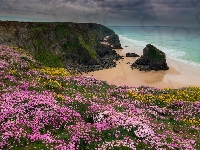 Zawciąg nadmorski, Morze Celtyckie, Kwiaty, Kornwalia, Rezerwat Przyrody Carnewas and Bedruthan Steps, Skały, Anglia, Wybrzeże