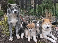Psia, Akita, Szczęśliwa, Rodzinka