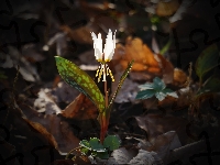 Biały, Kwiat, Erythronium, Psiząb