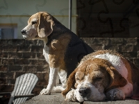 Psy, Beagle