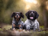 Spaniel bretoński, Dwa, Psy, Epagneul breton