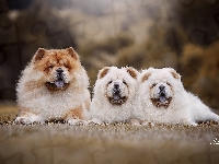 Trzy, Chow chow, Psy, Szczeniaki, Dwa