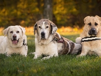 Labrador retriever, Trzy, Psy, Mastif hiszpański