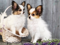 Dwa, Chihuahua długowłosa, Psy, Lawenda, Koszyk