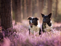 Dwa, Border collie, Psy, Wrzos, Las