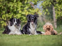 Border collie, Trawnik, Psy, Pudel miniaturowy