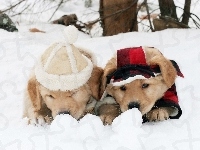 Psy, Golden Retriever, Zima, Śnieg, Szczeniaki