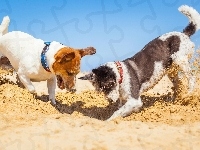 Plaża, Psy, Zabawa, Dwa, Jack Russell terrier, Piasek