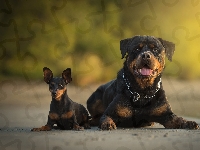 Dwa, Pinczer miniaturowy, Psy, Droga, Rottweiler